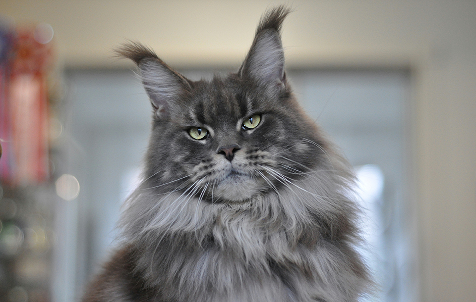 Maine Coon kitten